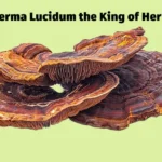 ganoderma-lucidum-mushroom