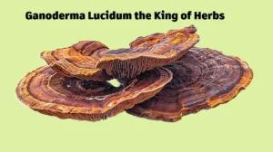 ganoderma-lucidum-mushroom