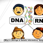 Diagram showing DNA and RNA relationships between parents and children