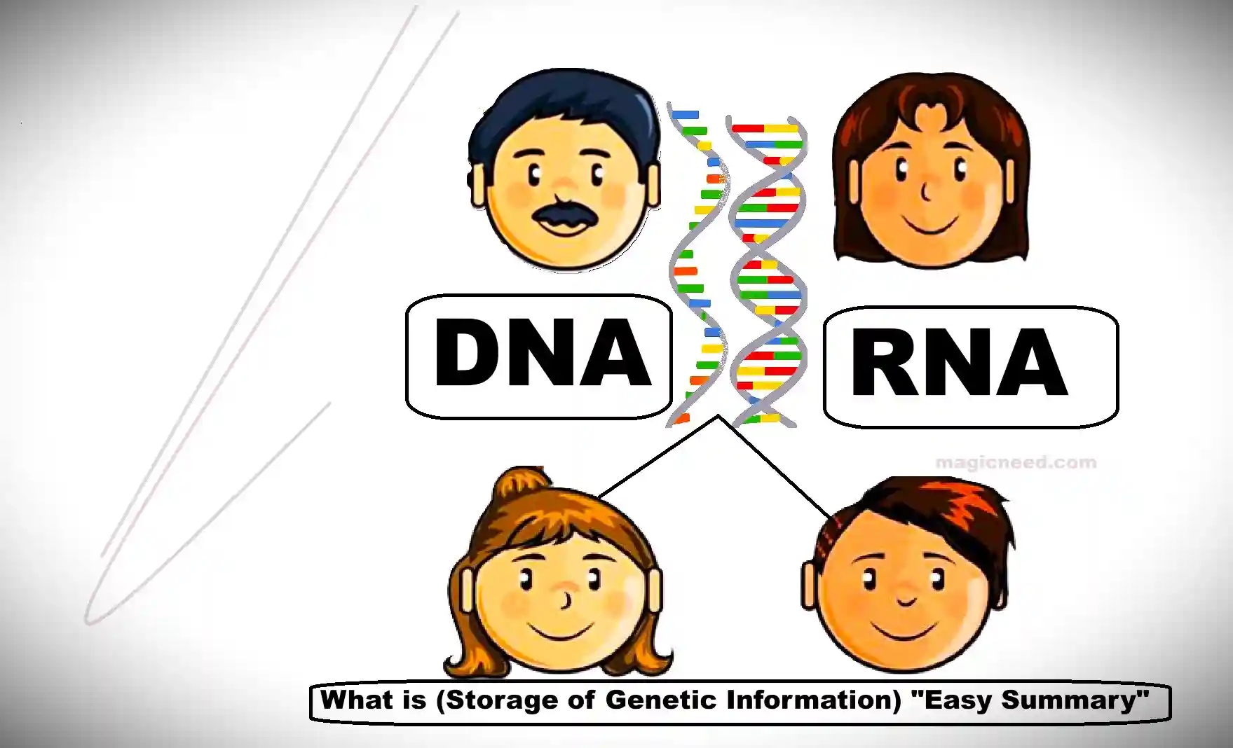Diagram showing DNA and RNA relationships between parents and children