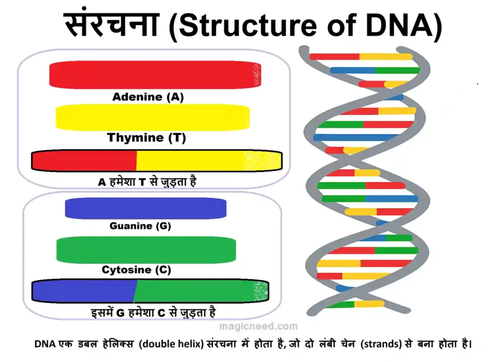Diagram showing Easy detail of DNA Structure