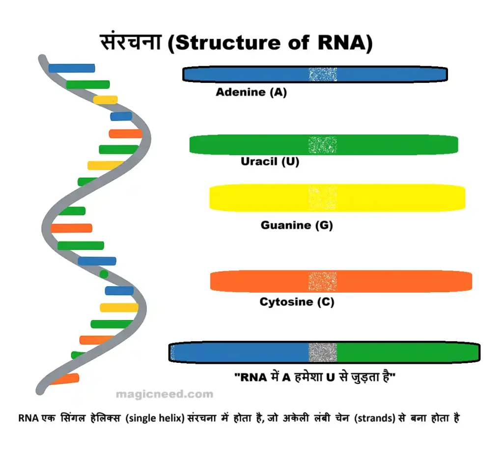 Diagram showing Easy detail of RNA Structure