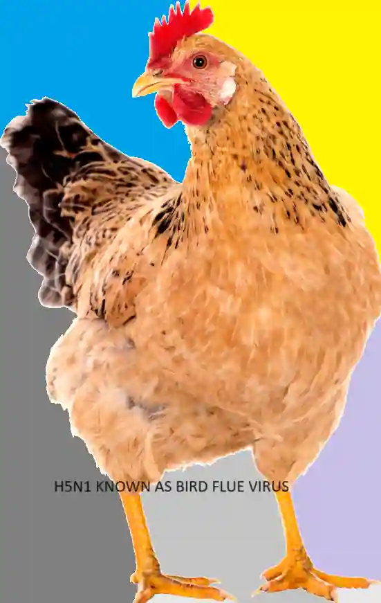 H5N1 virus is a pandemic