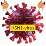 H5N1 virus is a pandemic