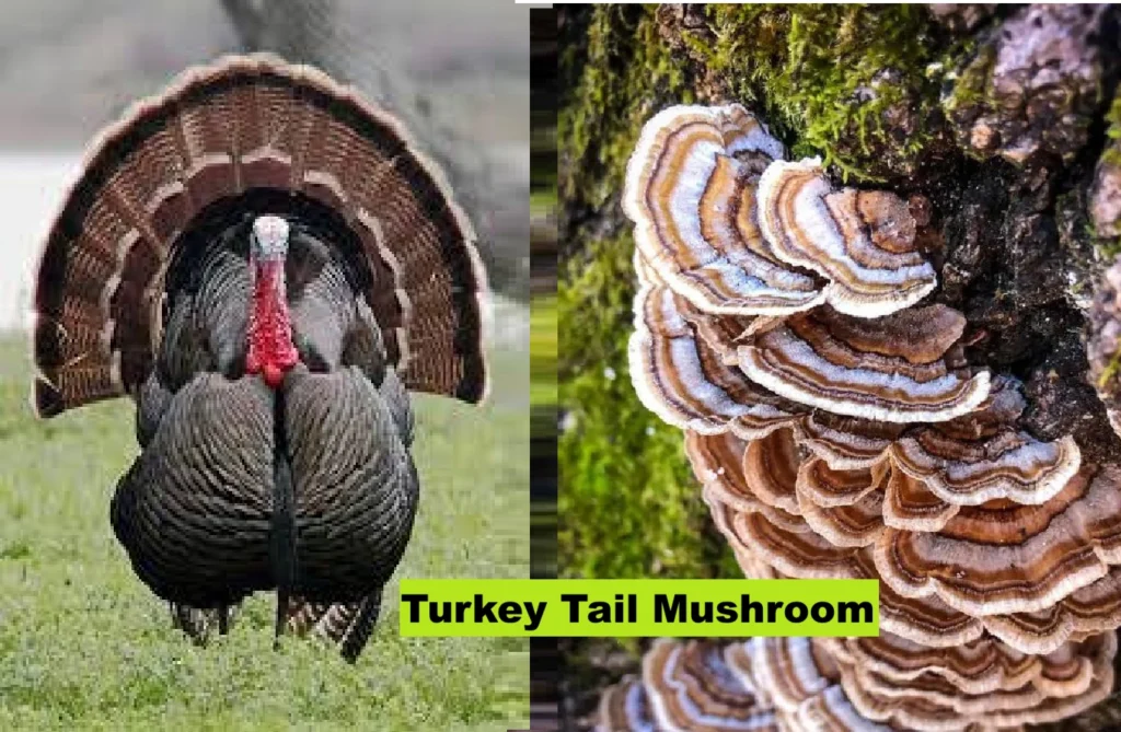 Turkey-Tail-Mushroom