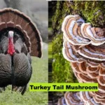 Turkey-Tail-Mushroom