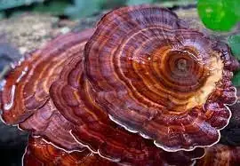 Turkey Tail Mushroom