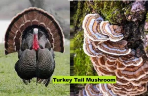 Turkey-Tail-Mushroom