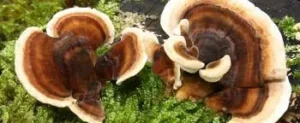 Turkey Tail Mushroom